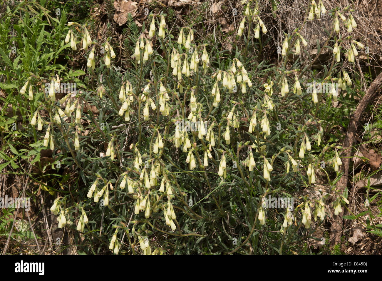 Einen goldenen Tropfen, Onosma Echioides, Italien. Stockfoto