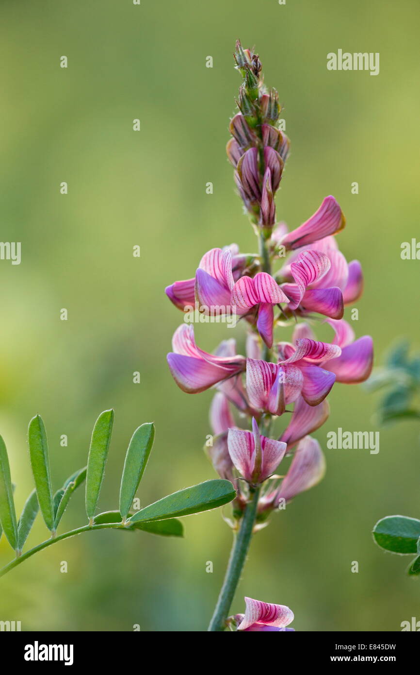 Esparsette Onobrychis Viciifolia in Blüte. Gemeinsamen Futterpflanze und Wildpflanze. Stockfoto