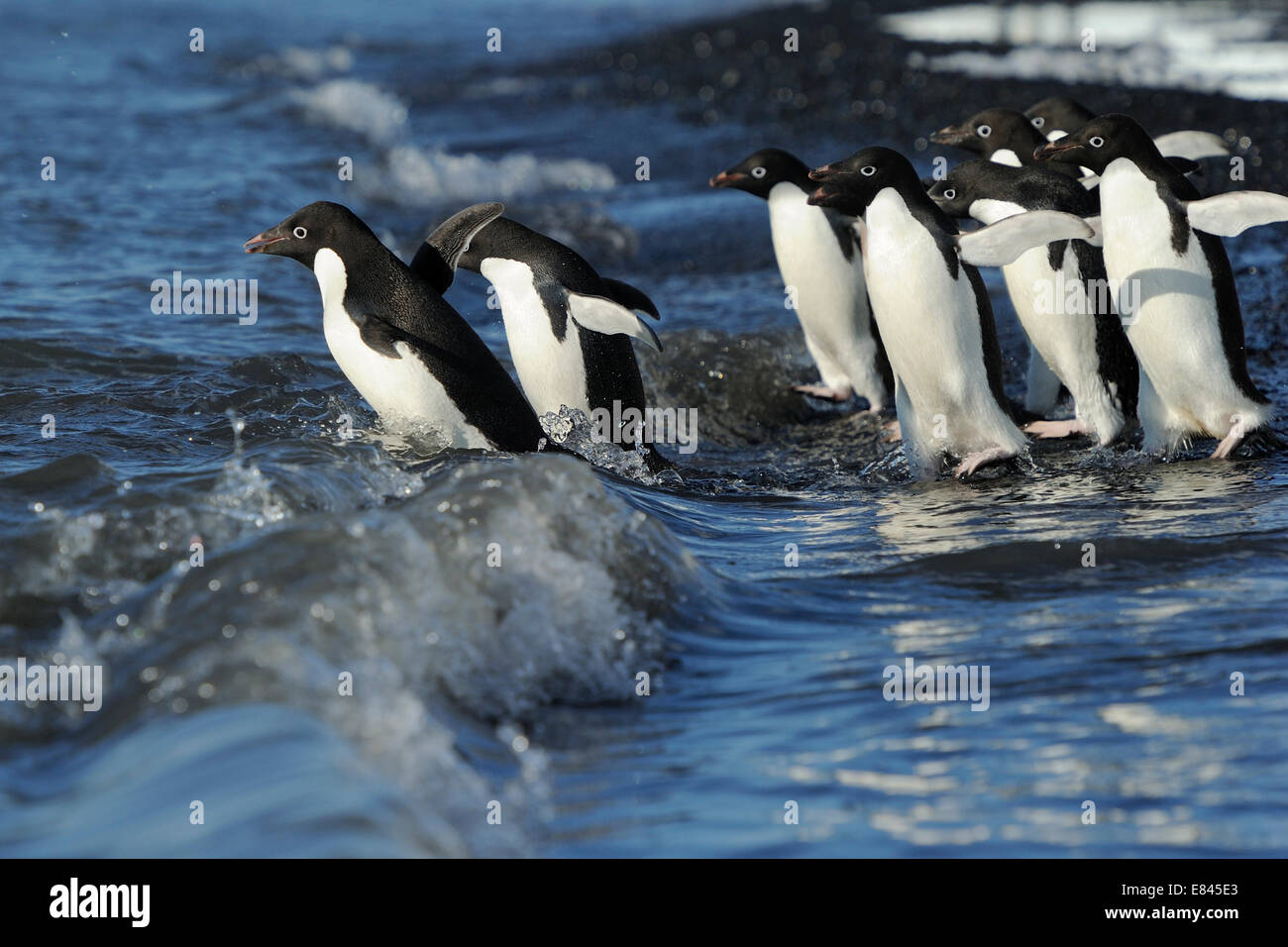 Gruppe von Adelie-Pinguine (Pygoscelis Adeliae) ins Meer, Kap Adare, Antarktis. Stockfoto