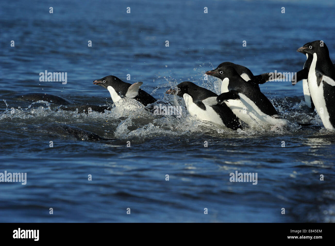 Gruppe von Adelie-Pinguine (Pygoscelis Adeliae) ins Meer, Kap Adare, Antarktis. Stockfoto