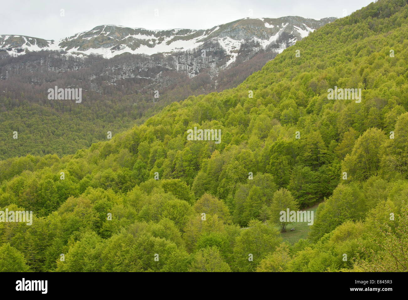 Montane Mischwälder, vor allem Buche, auf Monti della Mela, im Nationalpark der Abruzzen, Apennin, Italien. Stockfoto