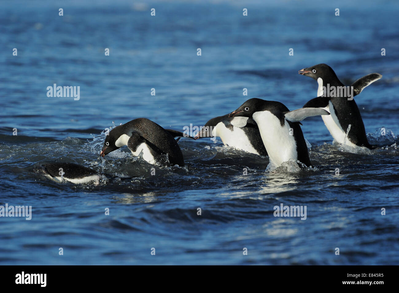 Gruppe von Adelie-Pinguine (Pygoscelis Adeliae) ins Meer, Kap Adare, Antarktis. Stockfoto