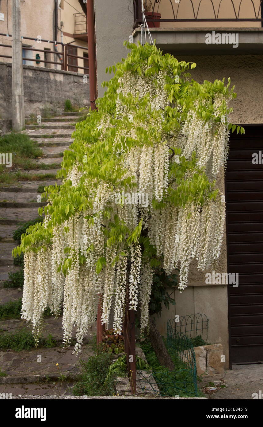 Eine freistehende Kleinbaum von Wisteria Sinensis Alba, in Mittelitalien. Stockfoto