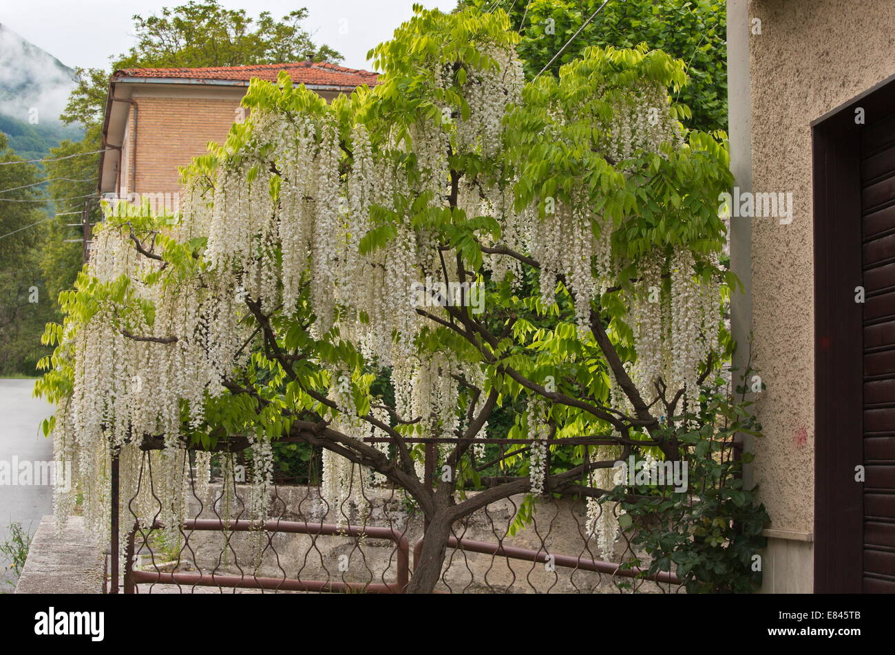 Eine freistehende Kleinbaum von Wisteria Sinensis Alba, in Mittelitalien. Stockfoto