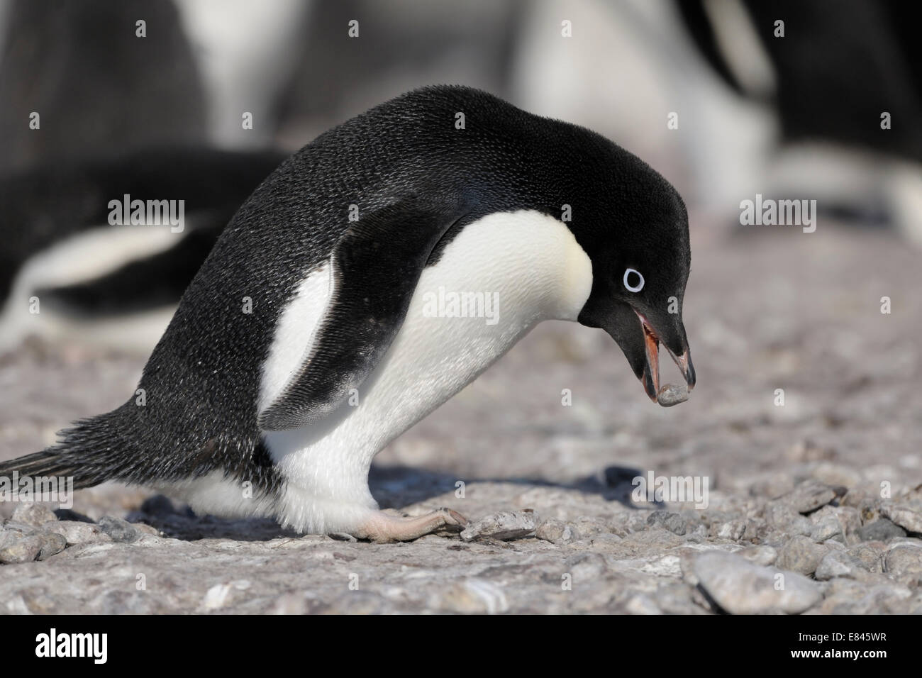 Adelie Penguin (Pygoscelis Adeliae) stehlen Kiesel für das Nest an einem Strand, Kap Adare Rossmeer, Antarktis. Stockfoto