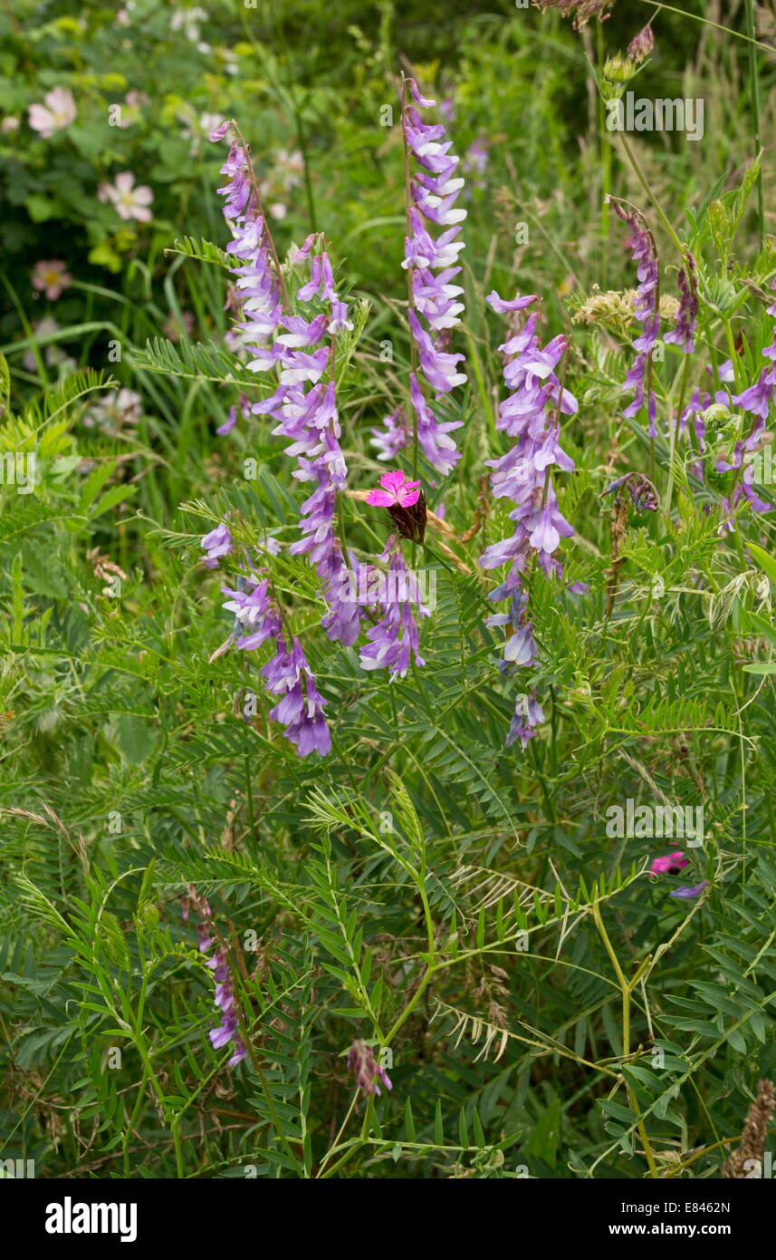 Narrow-leaved Wicke Vicia Tenuifolia in Blüte. Stockfoto