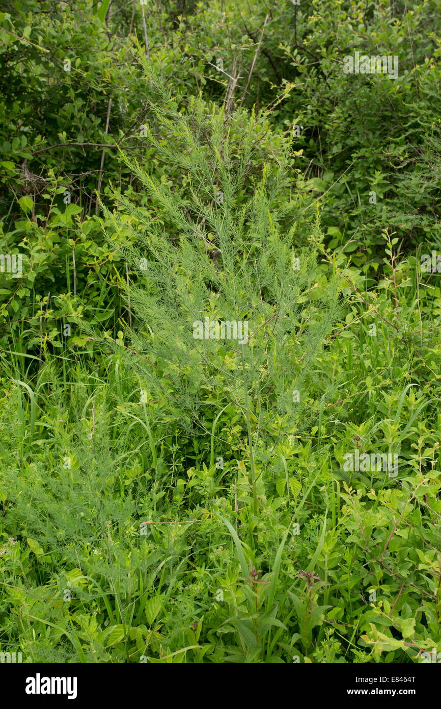 Wilder Spargel, Spargel Officinalis in Blüte, Transylvania;  Rumänien Stockfoto