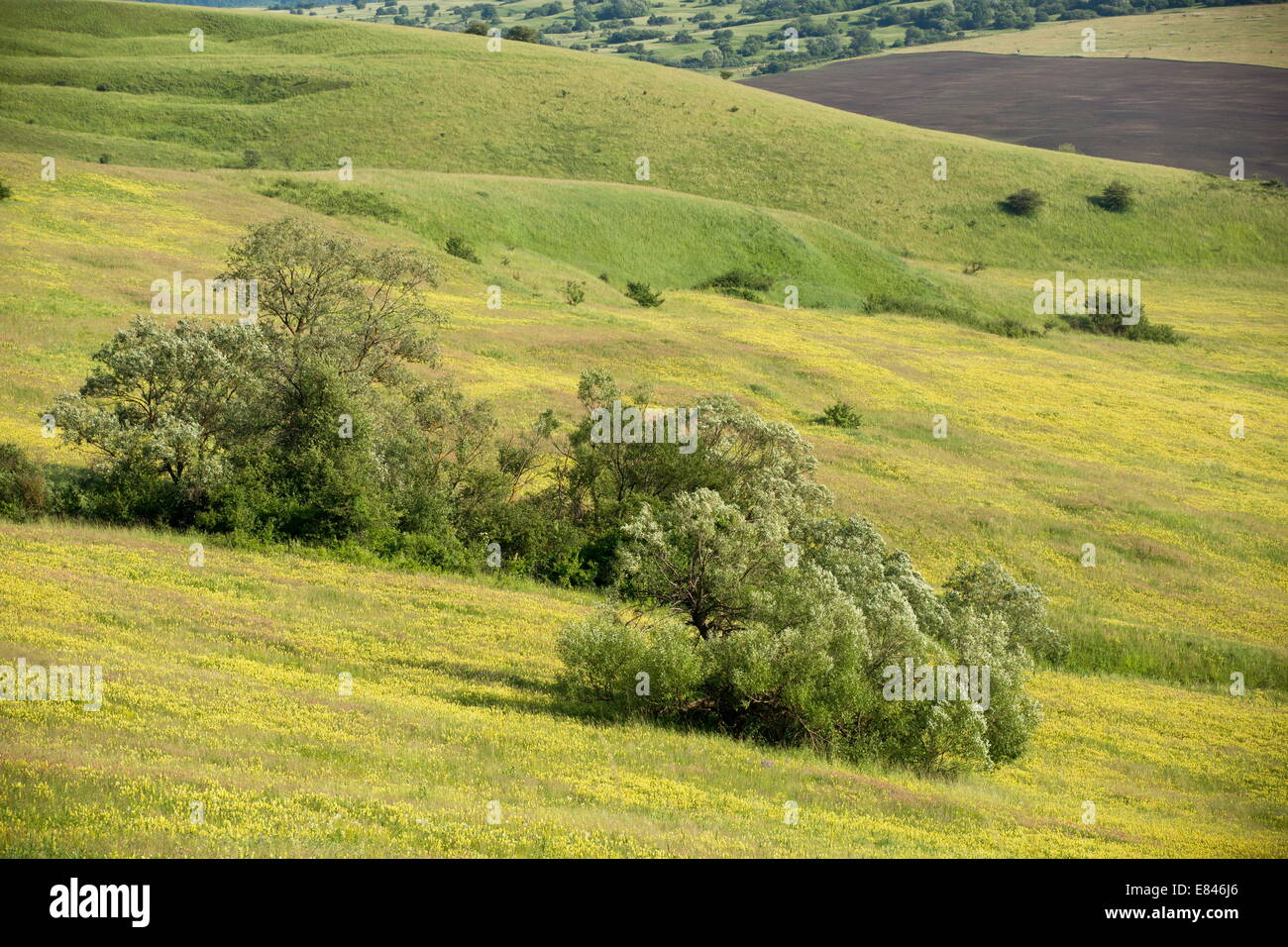 Weiden im blumigen Siebenbürger Wiesen rund um Deutsch-Weißkirch, Rumänien Stockfoto