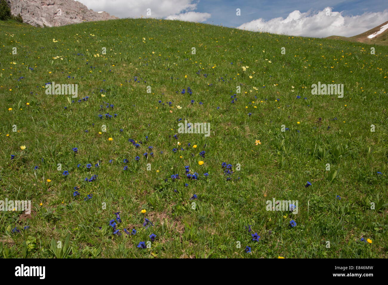 Alpenblumen auf 2000m in den Dolomiten, einschließlich Trompete Enzian, Alpine Kuhschelle, Globus Blumen; Italien Stockfoto