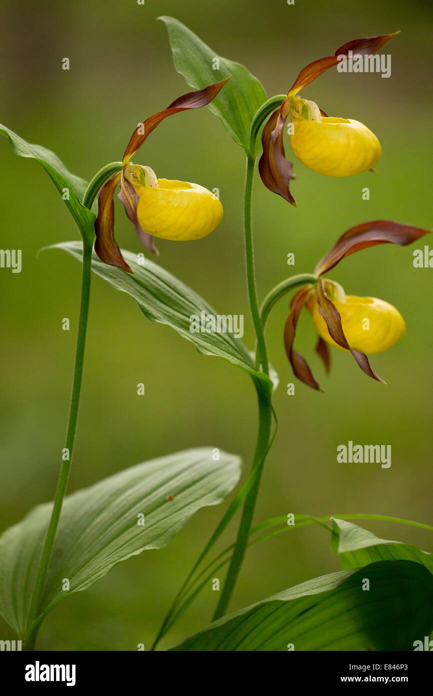 Frauenschuh Orchidee, Cypripedium Calceolus, blüht im Wald; Dolomiten, Italien Stockfoto