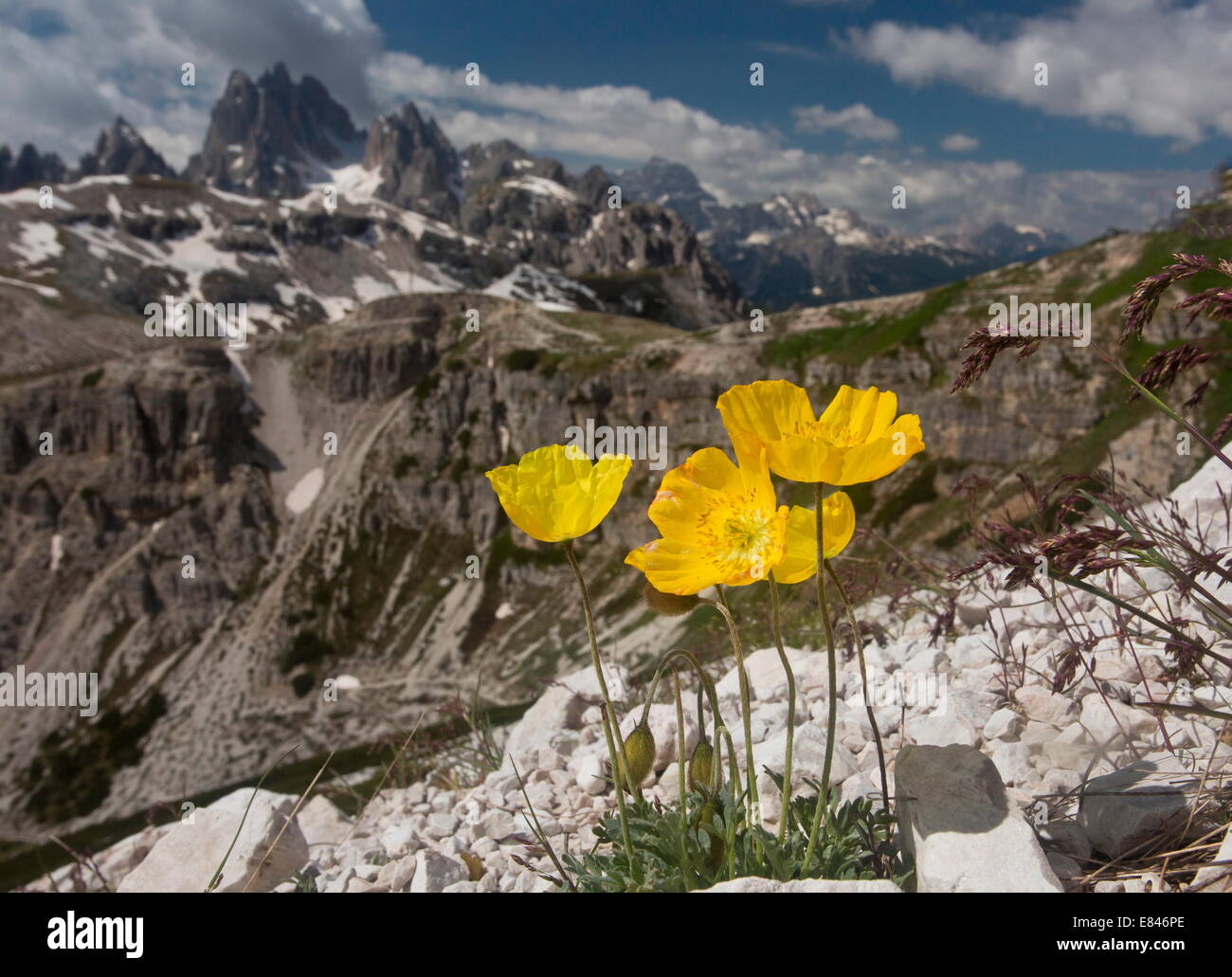 Alpine Mohn, Papaver Rhaeticum gelb, = p. Aurantiacum auf der Tre Cime, Dolomiten, Italien Stockfoto