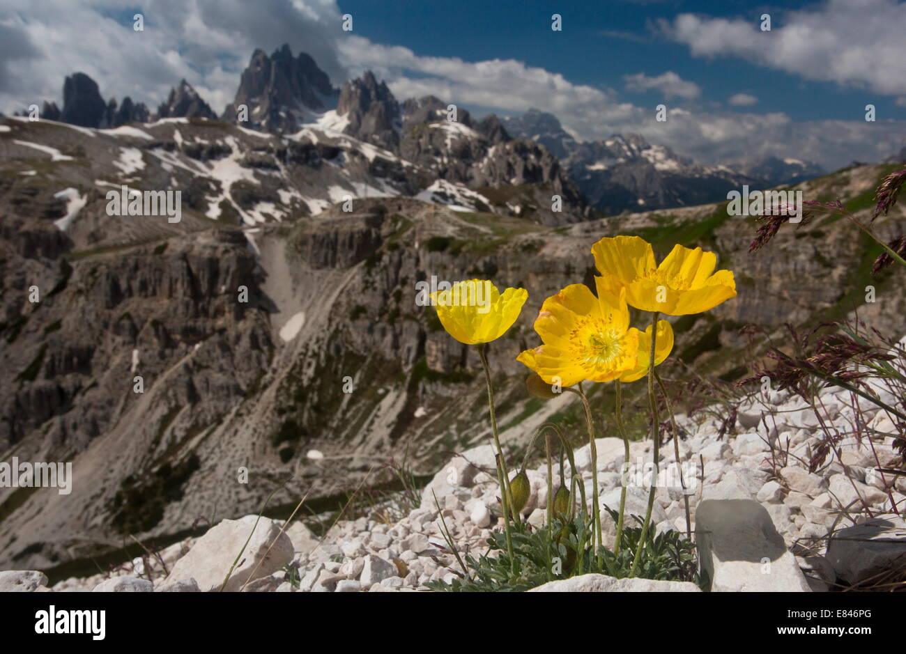 Alpine Mohn, Papaver Rhaeticum gelb, = p. Aurantiacum auf der Tre Cime, Dolomiten, Italien Stockfoto