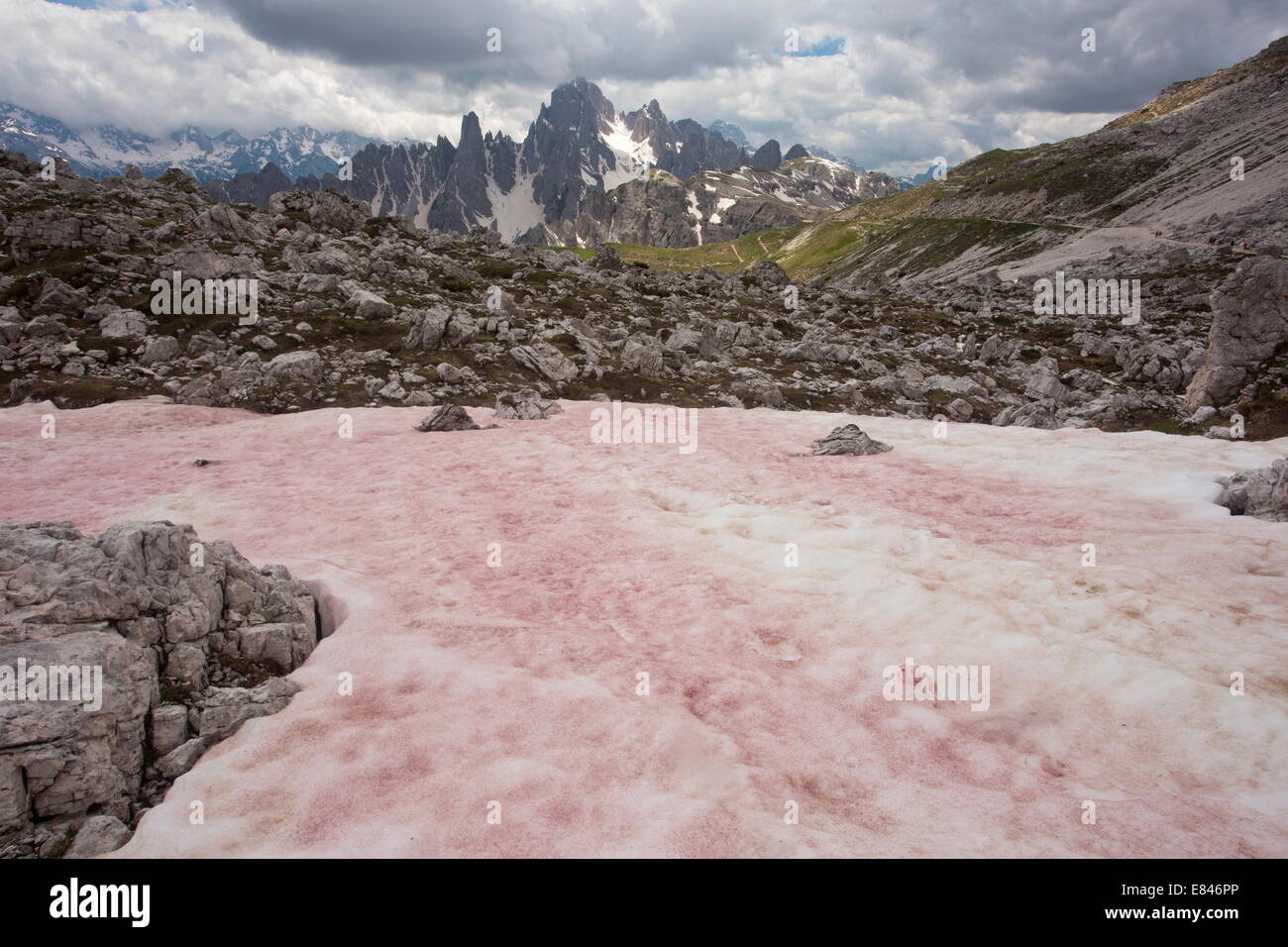 Red Snow oder Wassermelone Schnee, verursacht durch die flagellate Alge Chlamydomonas Nivalis, auf den Tre Cime, Dolomiten, Italien Stockfoto