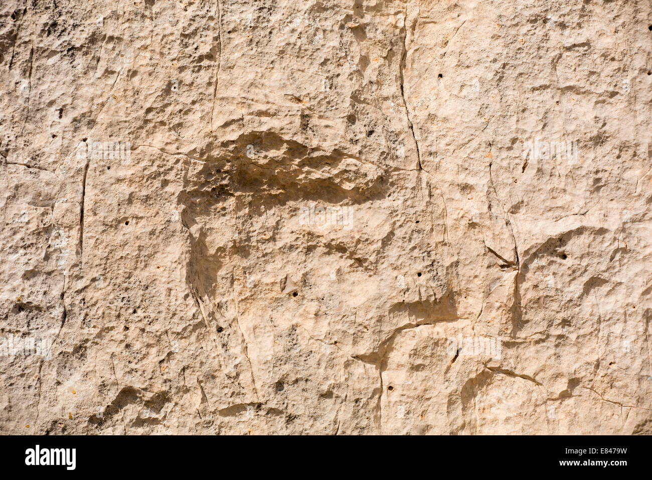Dinosaurier-Fußabdruck, 200 Myo Eubrontes sp, Dolomiten, Italien Stockfoto