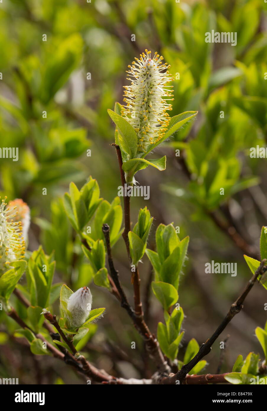 Alpine Weide Salix Hagetschweileri in Blume, Dolomiten, Italien Stockfoto