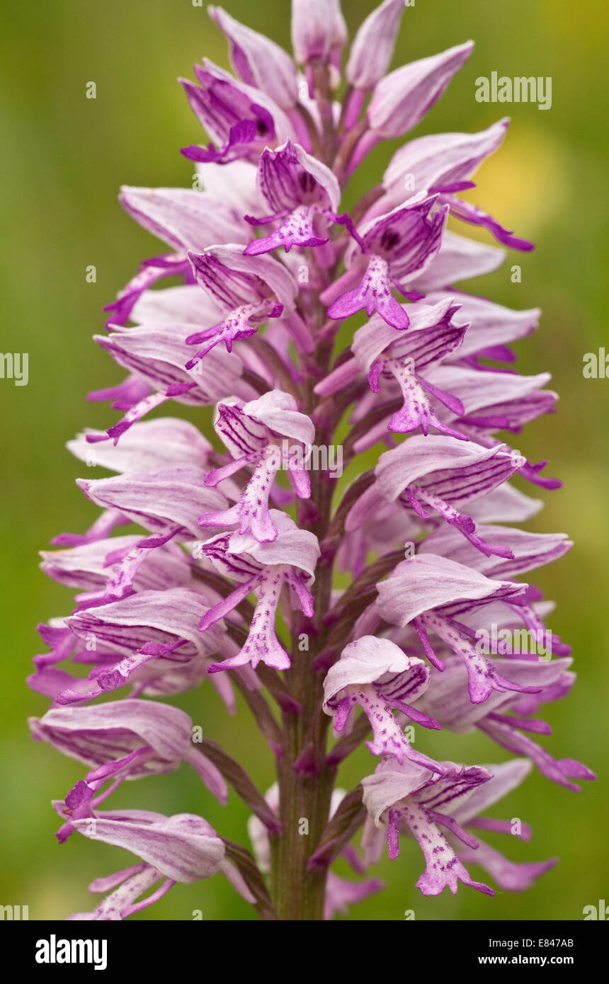 Soldat Orchidee / militärische Orchidee Orchis Militaris in Blüte im Mai. Sehr selten in UK Stockfoto