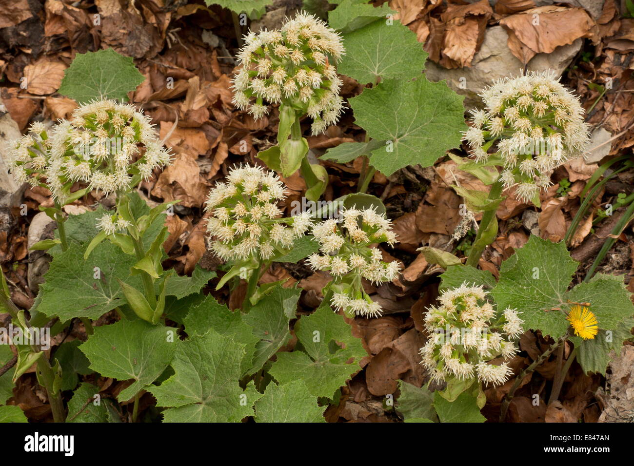 Weiße Pestwurz, Petasites Albus in Blüte im Frühjahr. Vercors-Gebirge. Stockfoto
