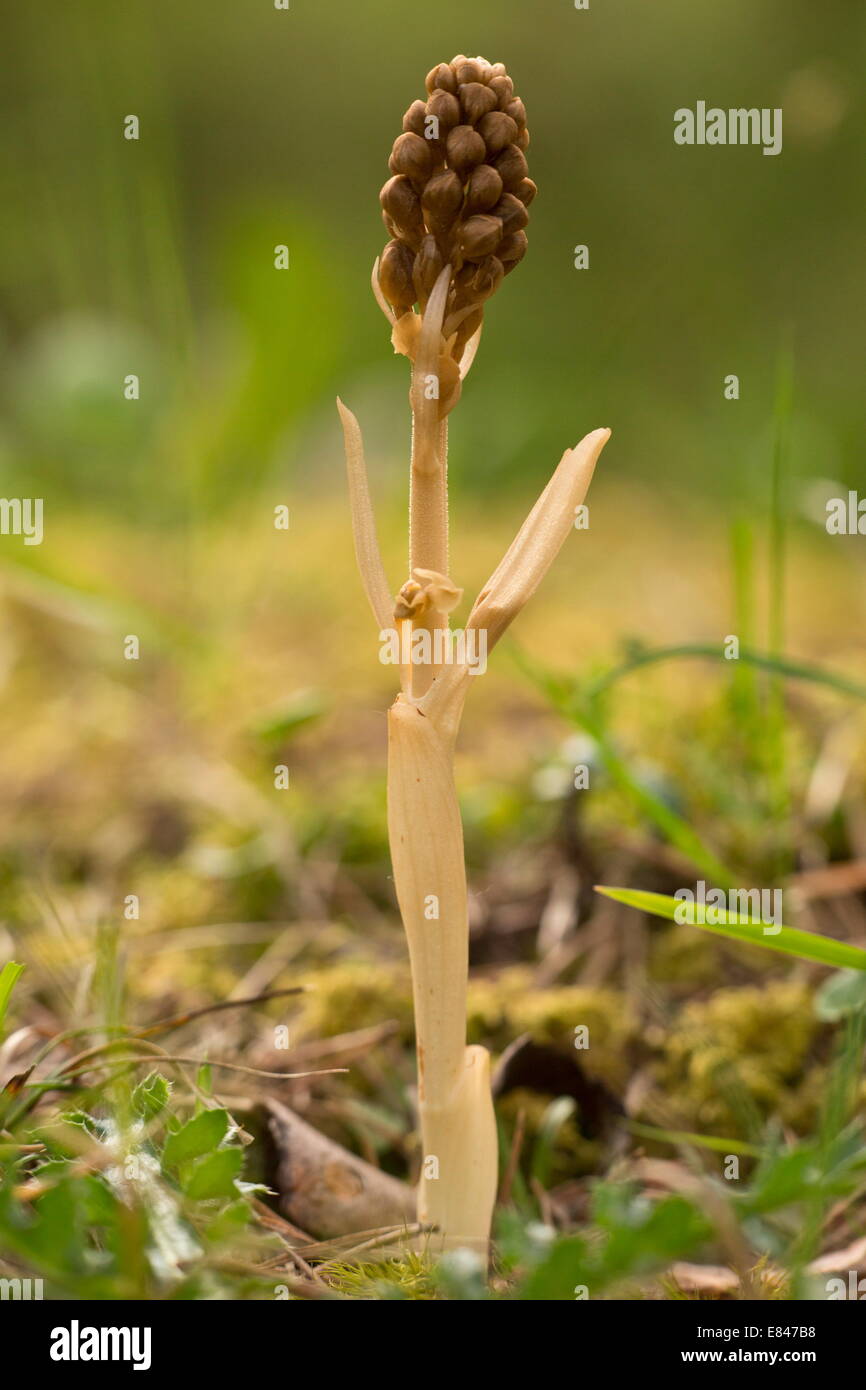 Vogels Nest Orchid, Neottia Nidus-Avis im Keim zu ersticken, in einem dichten Wald. Stockfoto