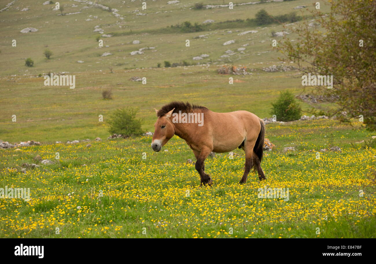 Przewalski Pferd, Przewalski Pferd in einer wilden Herde vorgestellt, Le Villaret, Cevennen, Frankreich. Stockfoto