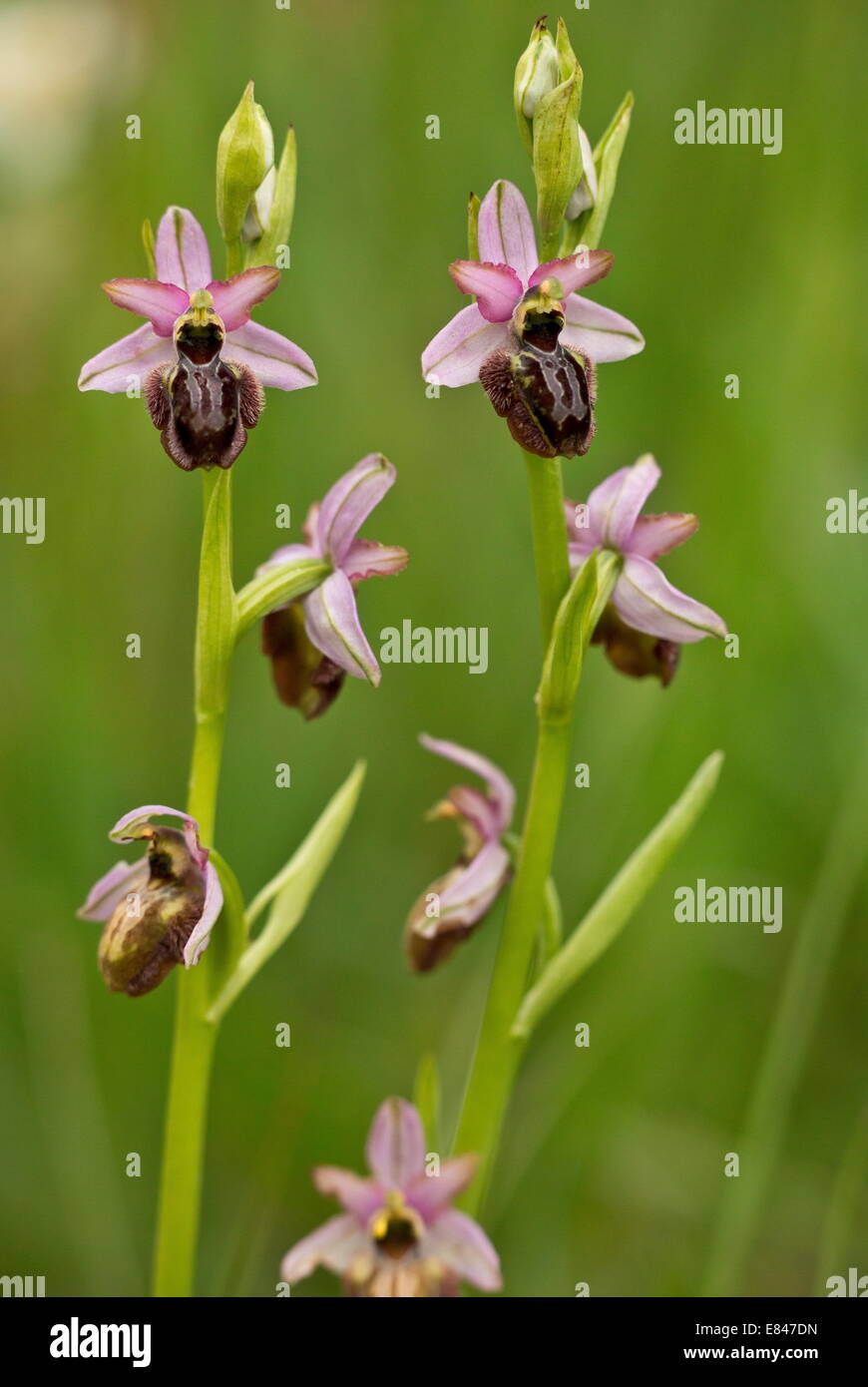 Aveyron Biene Orchidee, Ophrys Aveyronensis - endemisch auf der Cernon Valley, Frankreich. Stockfoto