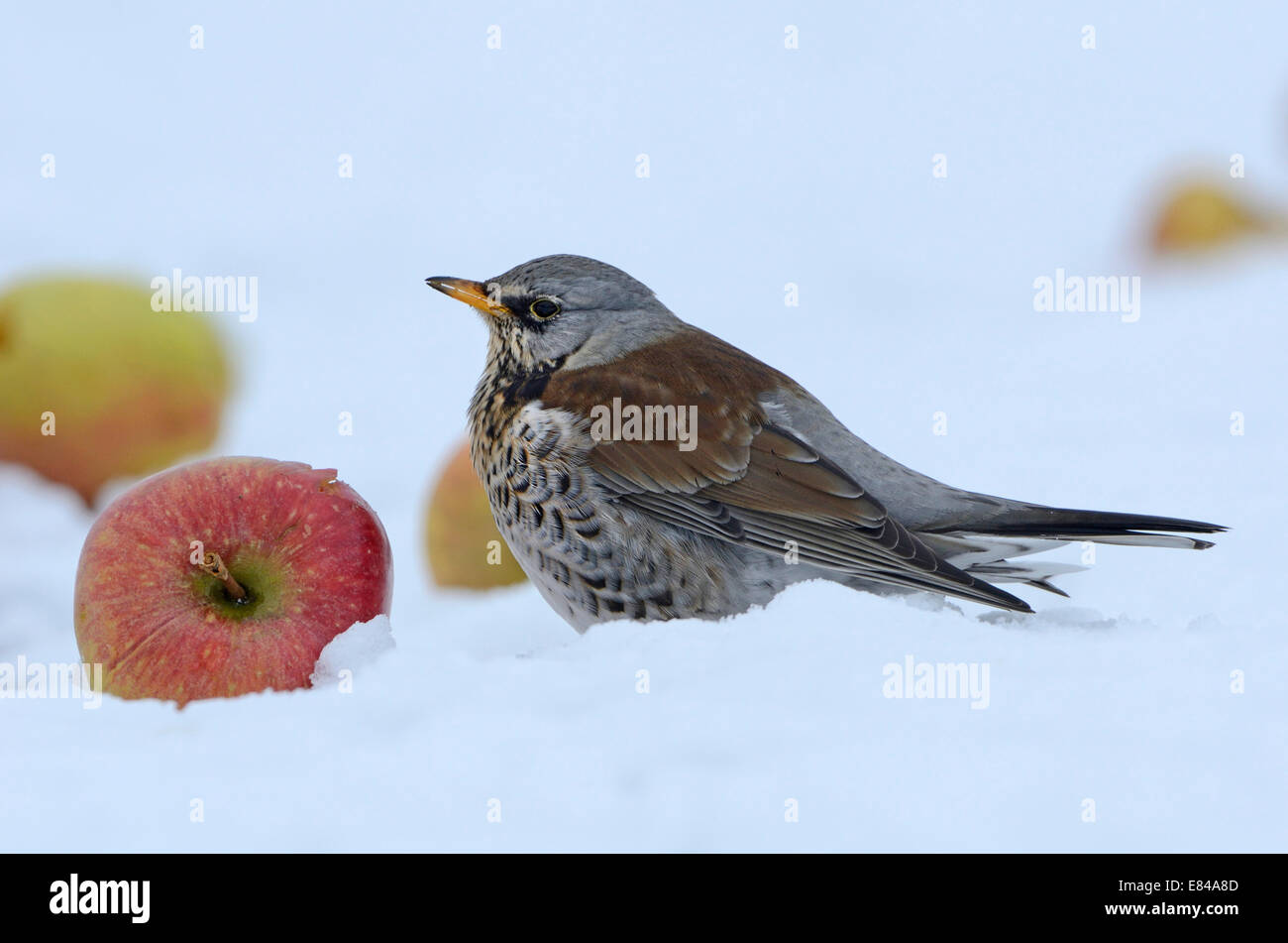 Wacholderdrossel Turdus Pilaris Fütterung auf Äpfel im Schnee Norfolk Stockfoto