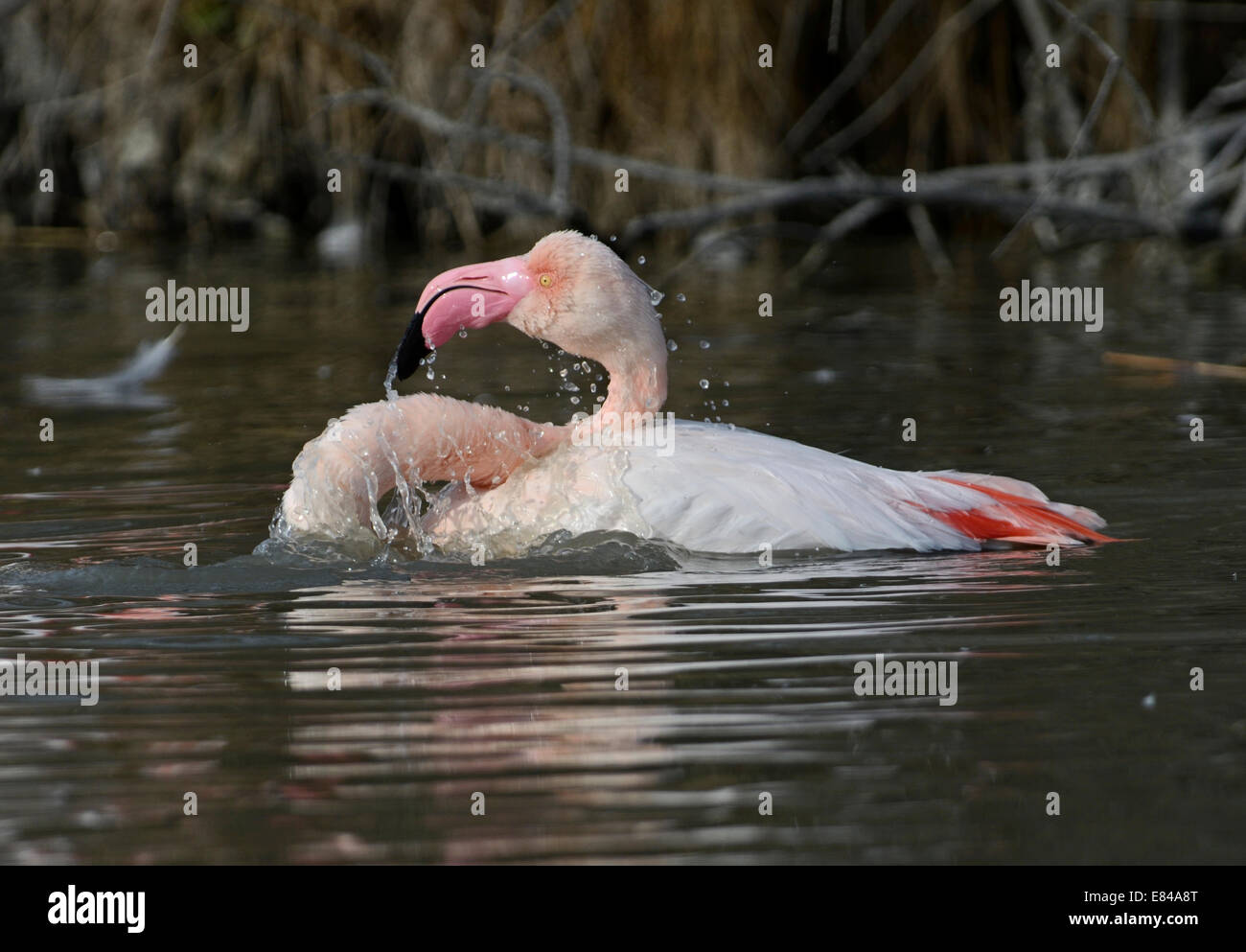 Größere Flamingo Phoenicopterus Roseus Camargue-Frankreich Stockfoto