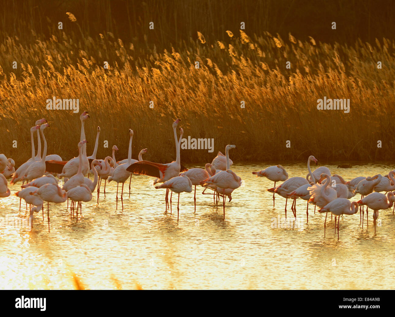 Größere Flamingos Phoenicopterus Roseus Camargue-Frankreich Stockfoto