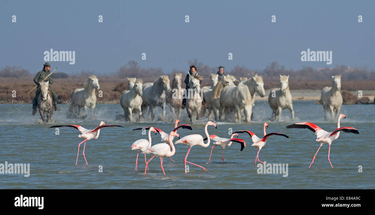Größere Flamingos Phoenicopterus Roseus und weißen Pferde der Camargue wird getrieben Camargue-Frankreich Stockfoto