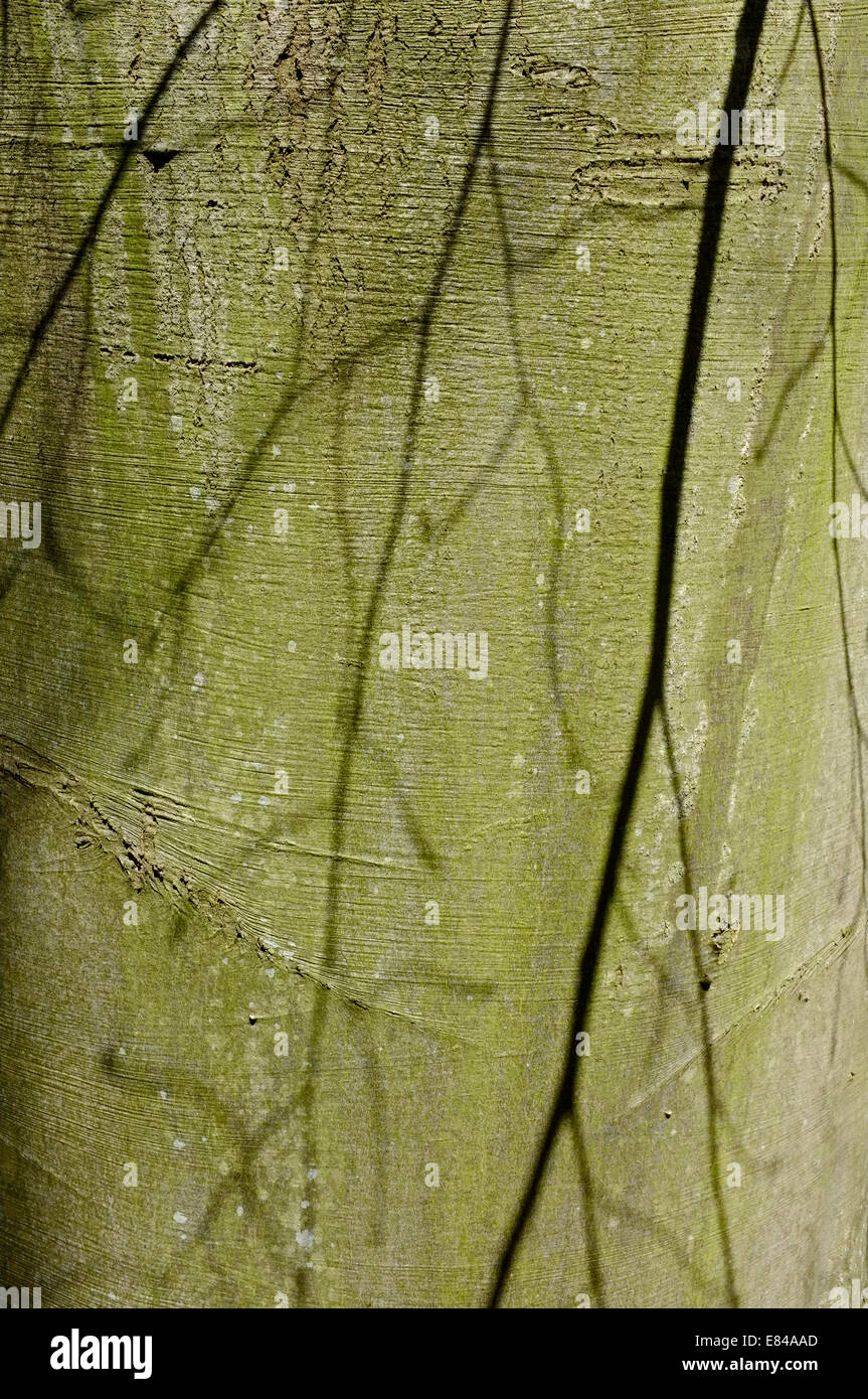 Schatten an einem Baumstamm Buche Thursford Holz Norfolk Stockfoto