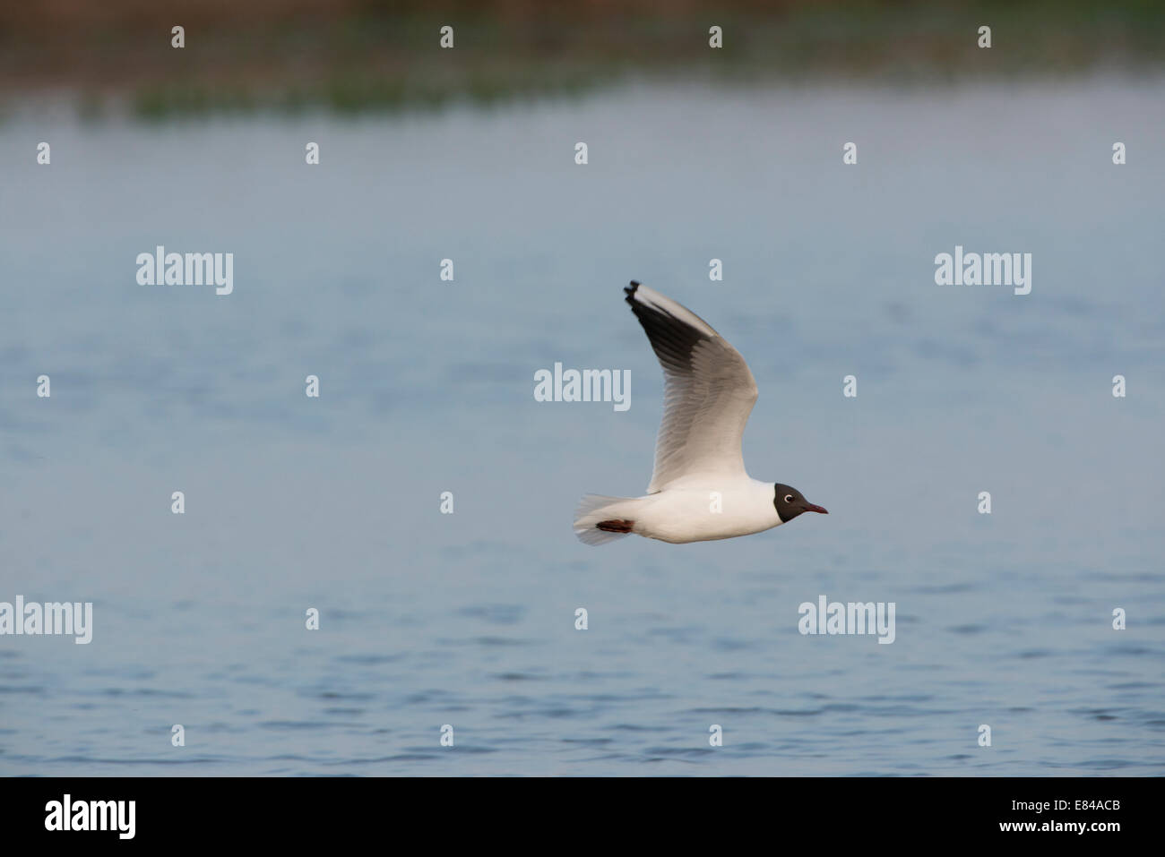 Black-headed Gull Chroicocephalus Ridibundus Erwachsene Gefieder Zucht fliegen fangen über Pool Minsmere Suffolk Stockfoto
