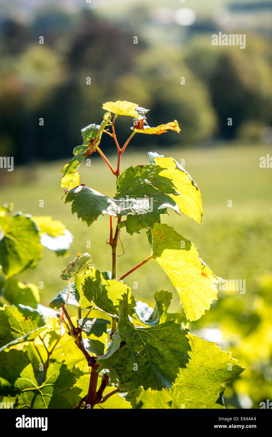 Weinblätter in der Sonne Stockfoto