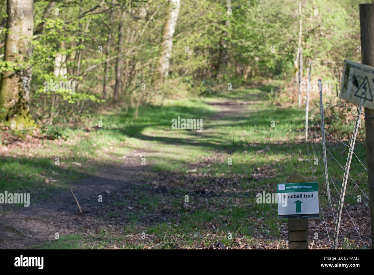 Foxley Holz National Nature Reserve und Norfolk Wildlife Trust Reserve Norfolk Vorfrühling Stockfoto