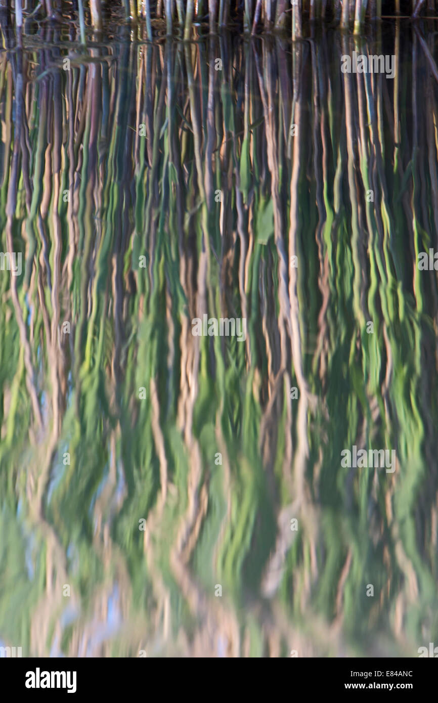 Überlegungen für das Frühjahr Reed Wachstum von Cley Norfolk Stockfoto