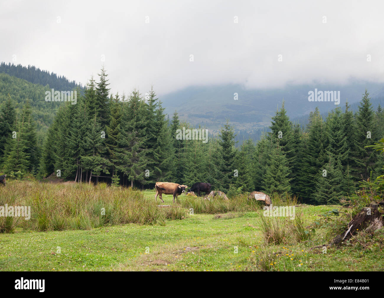 Kuh Weiden in Karpaten an einem nebligen Tag Stockfoto