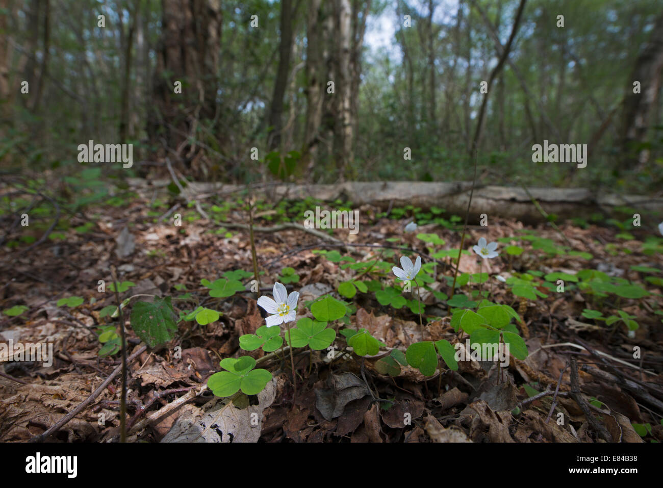 Gemeinsamen Sauerklee Oxalis Acetosella Foxley Holz National Nature Reserve Norfolk Frühling Stockfoto