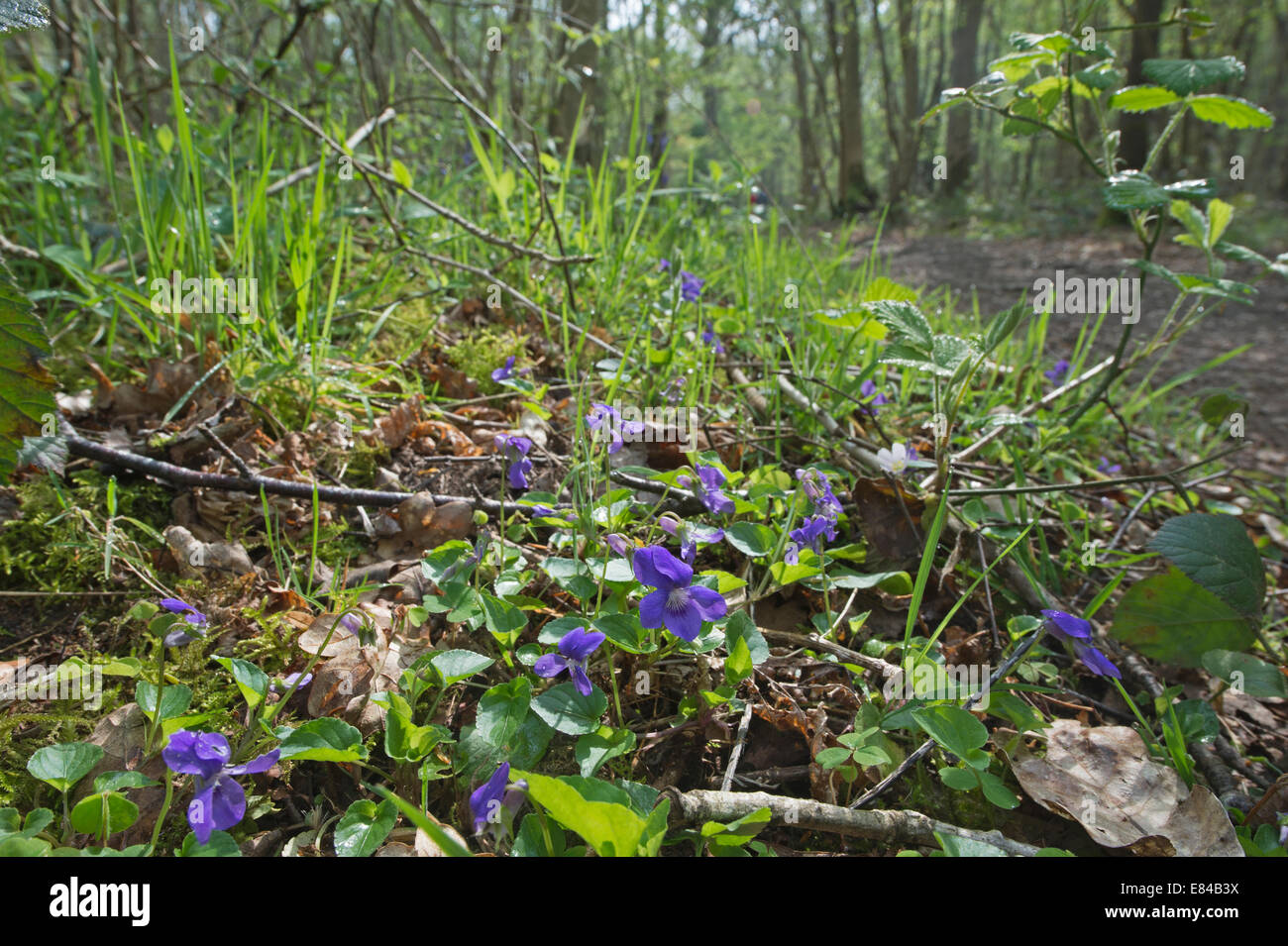 Hund-violett Viola Riviniana Foxley Holz Norfolk Frühling Stockfoto