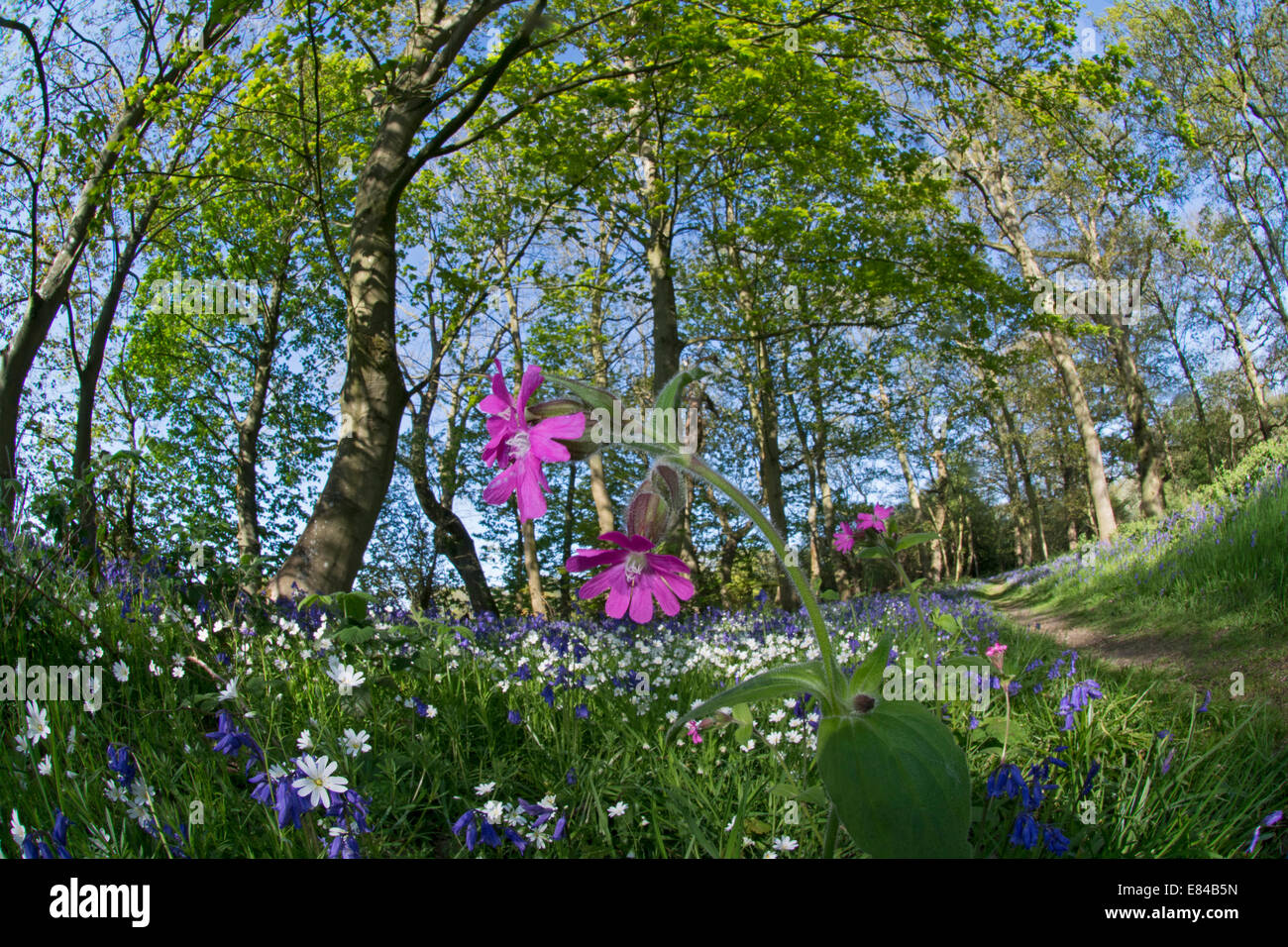 Red Campion Silene Dioica Thursford Holz North Norfolk Frühling Stockfoto