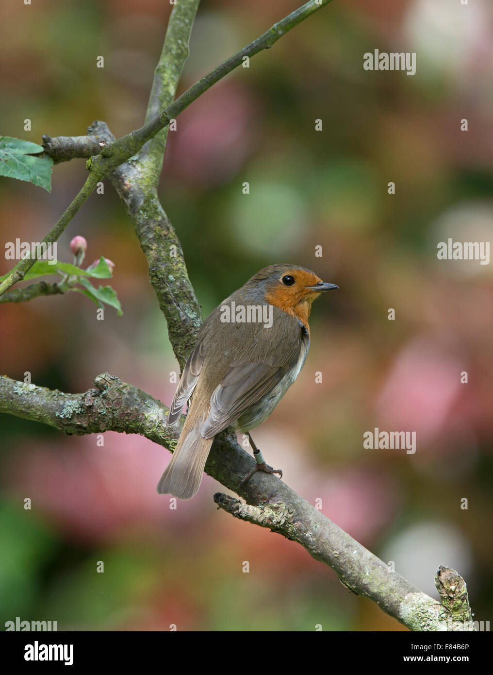 Robin Erithacus Rubecula im Garten Norfolk Stockfoto