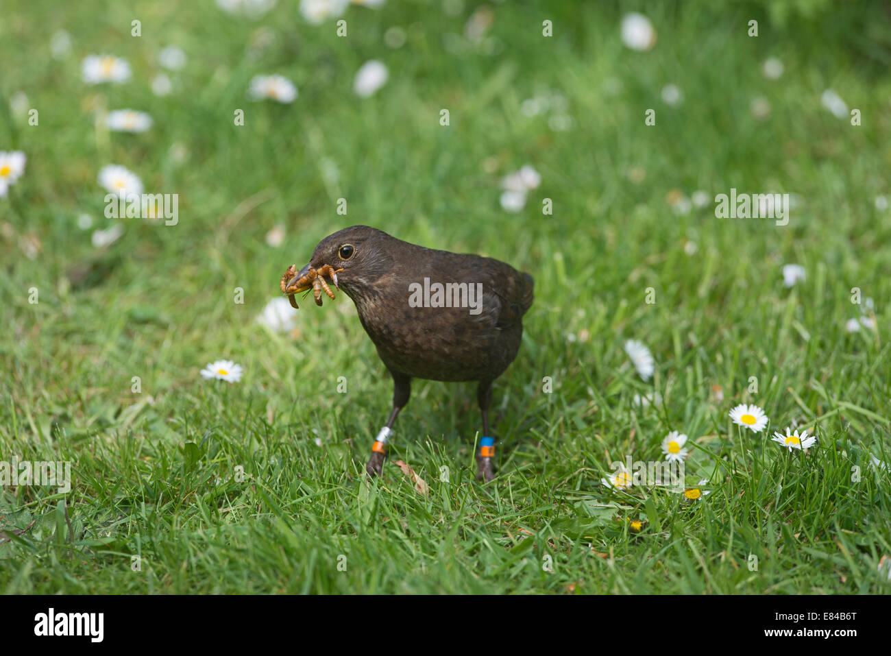 Amsel Turdus Merula Farbe beringt sammeln Mehlwürmer im Garten Norfolk Stockfoto