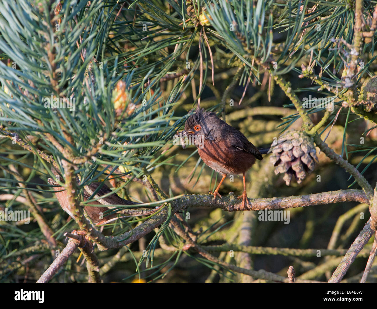 Dartford Warbler Sylvia Undata Essen, North Norfolk Mai nest zurück bringen Stockfoto