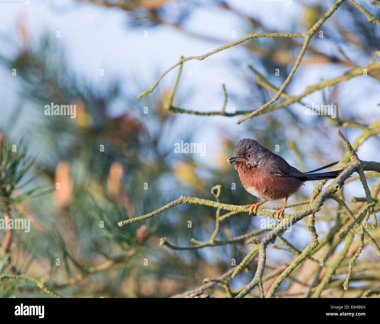 Dartford Warbler Sylvia Undata Essen, North Norfolk Mai nest zurück bringen Stockfoto