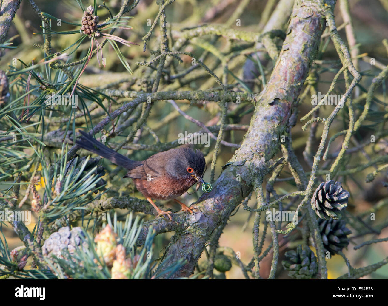 Dartford Warbler Sylvia Undata Essen, North Norfolk Mai nest zurück bringen Stockfoto