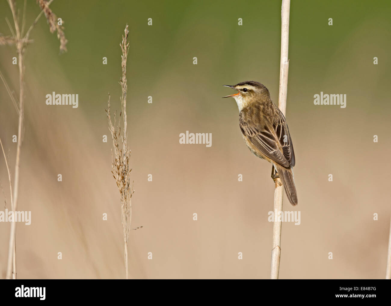Sedge Warbler Acrocephalus Schoenobaenus im Lied kann Cley NWT Norfolk Stockfoto