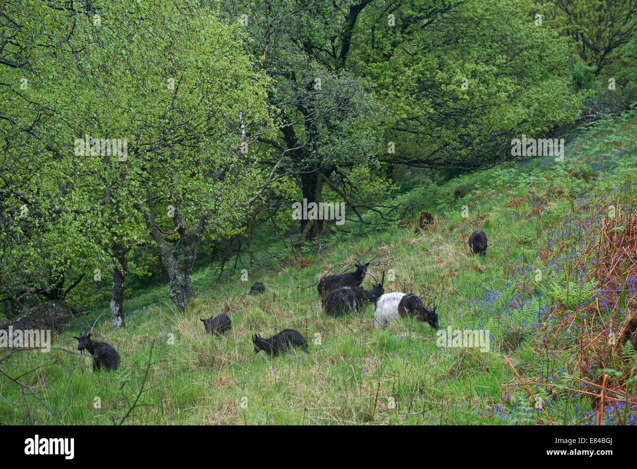Wilde Ziegen in Inversnaid RSPB Reserve am Ufer des Loch Lomond, Schottland Mai Stockfoto