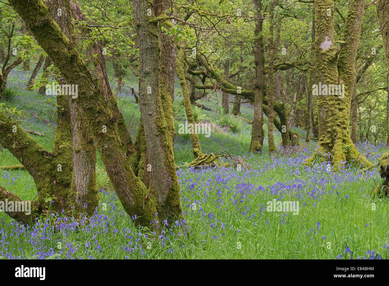 Glockenblumen in Wäldern auf Holz von Cree RSPB Reserve & Galloway Dumfries Schottland Mai Stockfoto