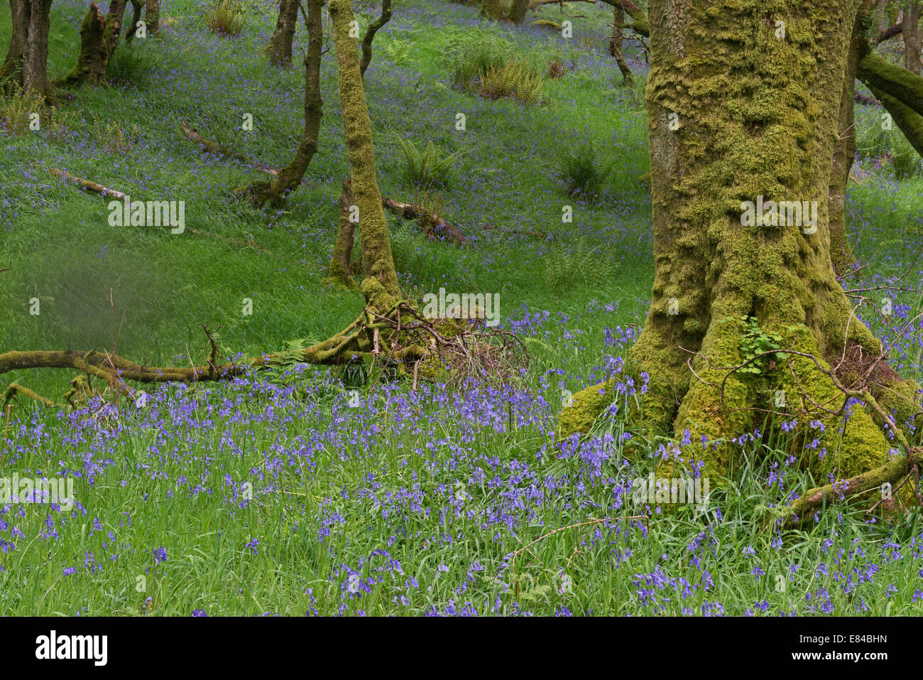 Glockenblumen in Wäldern auf Holz von Cree RSPB Reserve & Galloway Dumfries Schottland Mai Stockfoto