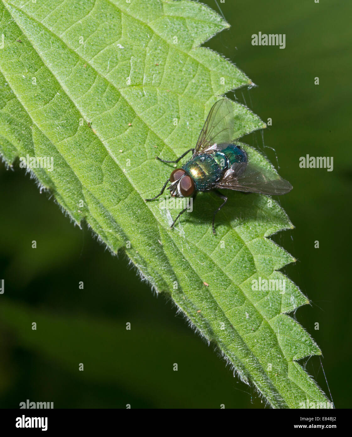 Greenbottle Fly SP. Norfolk Sommer Stockfoto