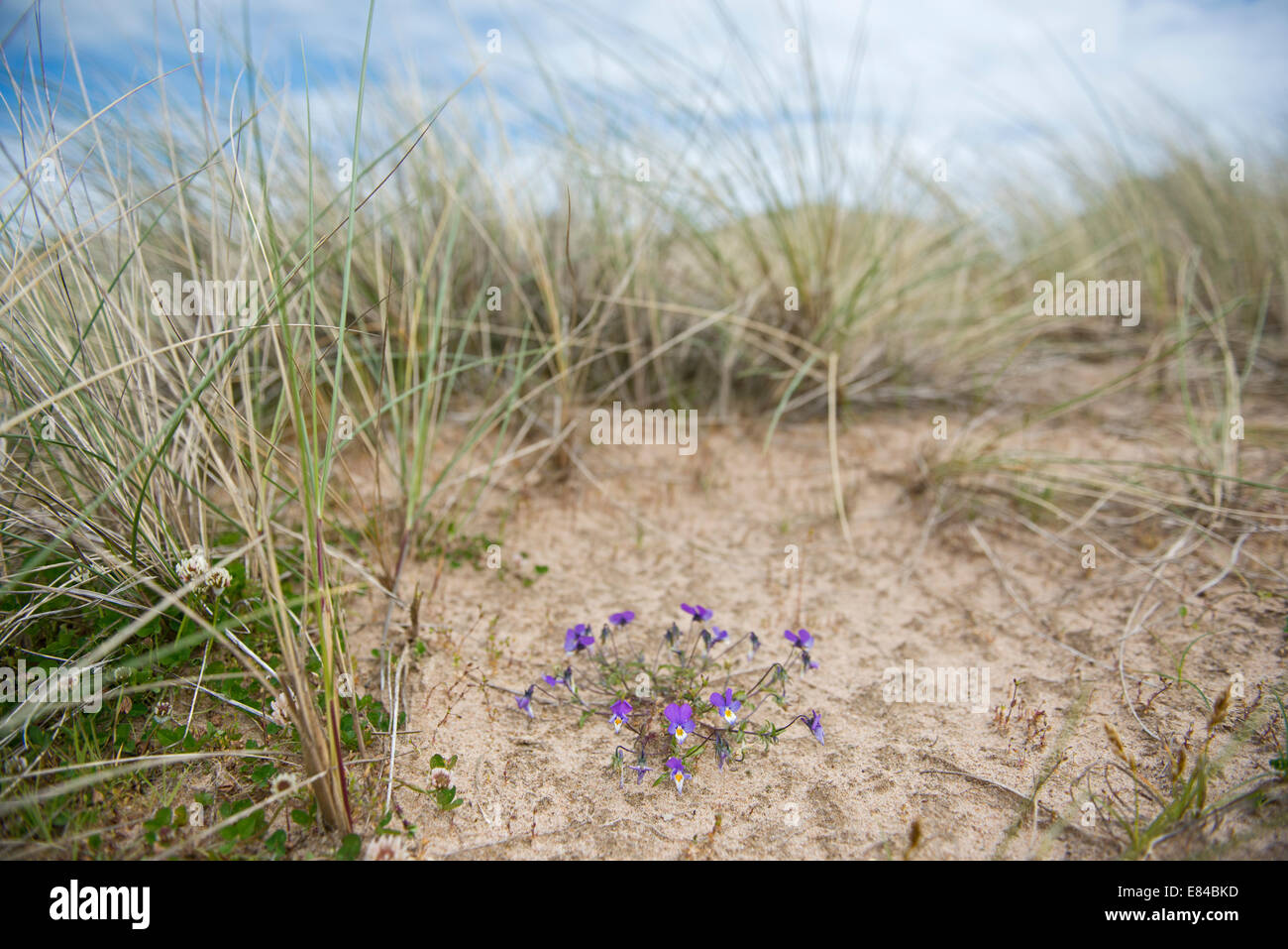 Wilde Stiefmütterchen Viola Tricolor wächst in Sanddünen am Sande von Forvie National Nature Reserve Aberdeenshire-Schottland Stockfoto