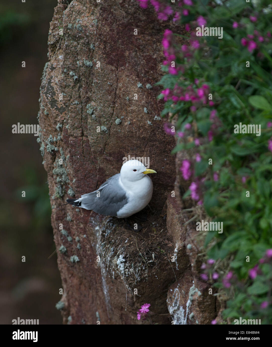 Schwarz-legged Kittiwake Rissa Tridactyla Bullers Buchan Aberdeenshire-Schottland Stockfoto