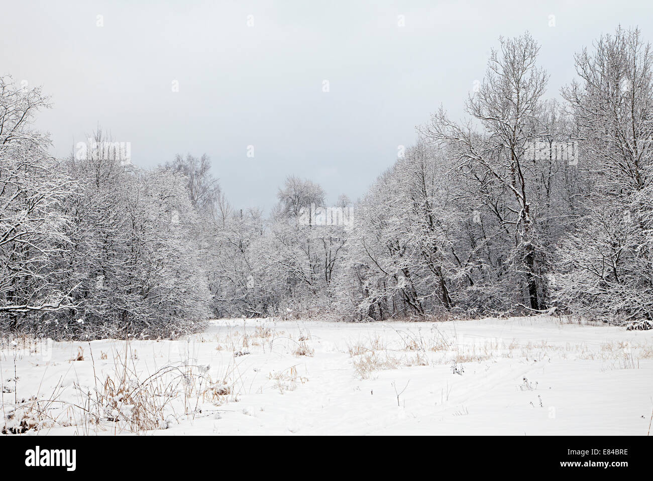 Bäume in einem Wald bedeckt mit dicken Schnee im winter Stockfoto